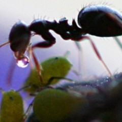 A formiga só trabalha porque não sabe cantar